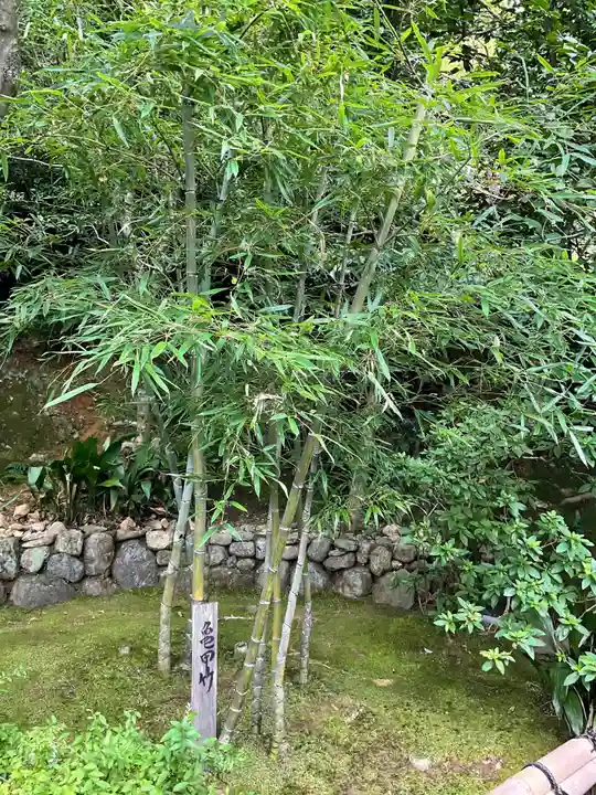 華厳寺(鈴虫寺)の自然