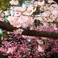 三津厳島神社の自然