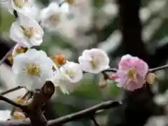 靖國神社の自然