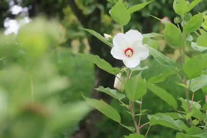 阿久津「田村神社」(郡山市阿久津町)旧社名:伊豆箱根三嶋三社の庭園