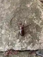 菅原神社の動物