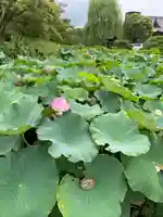 東寺(教王護国寺)の自然