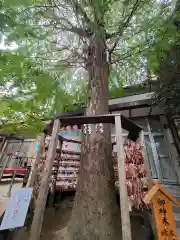 越谷香取神社の自然