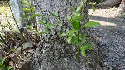 佐久神社の自然