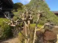 照蓮院の{uncategorized: "未分類", other: "その他", undefined: "問題あり", building: "その他建物", grave: "お墓", sacred_gate: "鳥居", guardian: "狛犬", statue: "像", buddha: "仏像", history: "歴史", nature: "自然", garden: "庭園", animal: "動物", pagoda: "塔", temizu: "手水舎", mountain_gate: "山門・神門", sanctuary: "本殿・本堂", subordinate: "末社・摂社", art: "芸術", scenery: "景色", jizo: "地蔵", ema: "絵馬", goshuin: "御朱印", omikuji: "おみくじ", items: "授与品その他", amulet: "お守り", goshuincho: "御朱印帳", eats: "食事", festival: "お祭り", votive_dance: "神楽", shichigosan: "七五三参", wedding: "結婚式", experience: "体験その他", initially: "初詣", around: "周辺", anti_infection: "感染症対策"}
