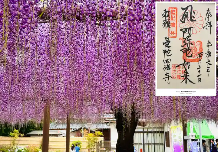 曼陀羅寺の自然