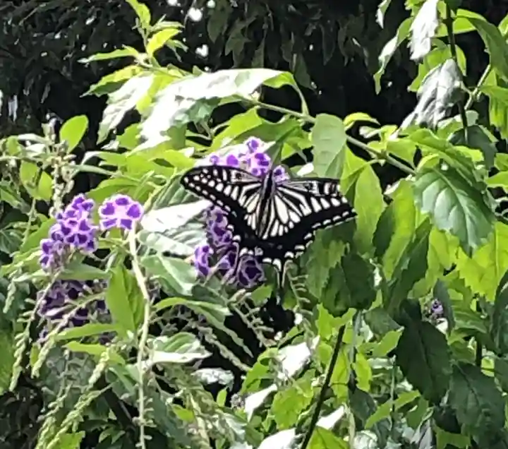 今戸神社の自然