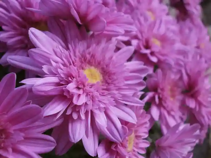 太宰府天満宮の自然