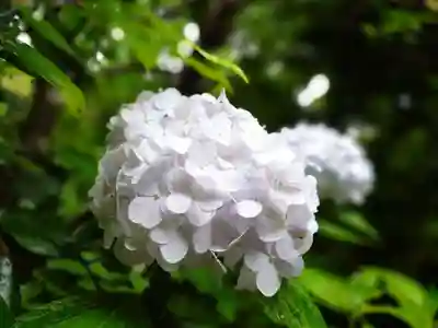 杉本寺(神奈川県)