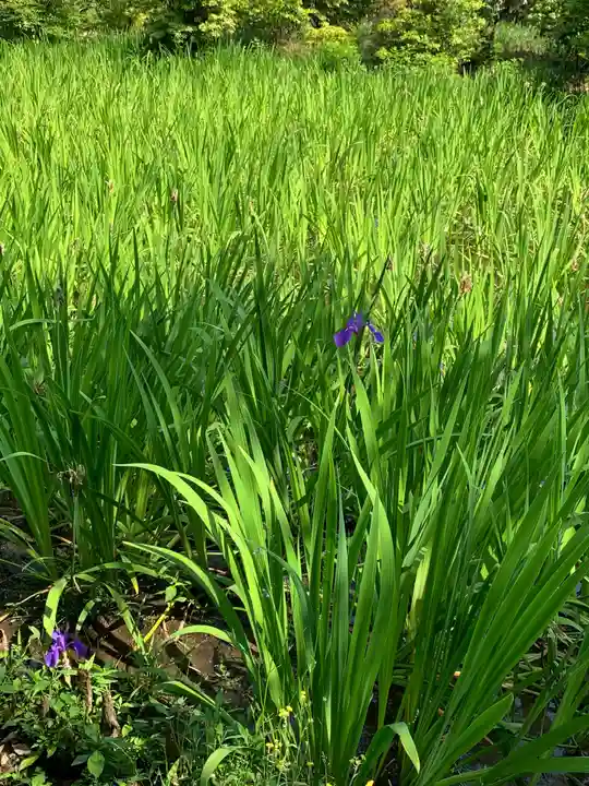 大田神社(賀茂別雷神社境外摂社)の自然