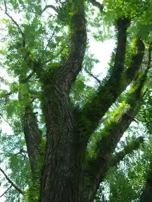 鳥飼八幡宮の自然