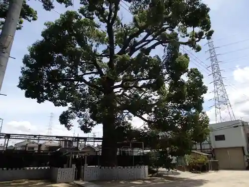 阿麻美許曽神社の自然