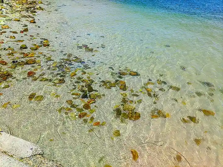 筒島弁財天の自然