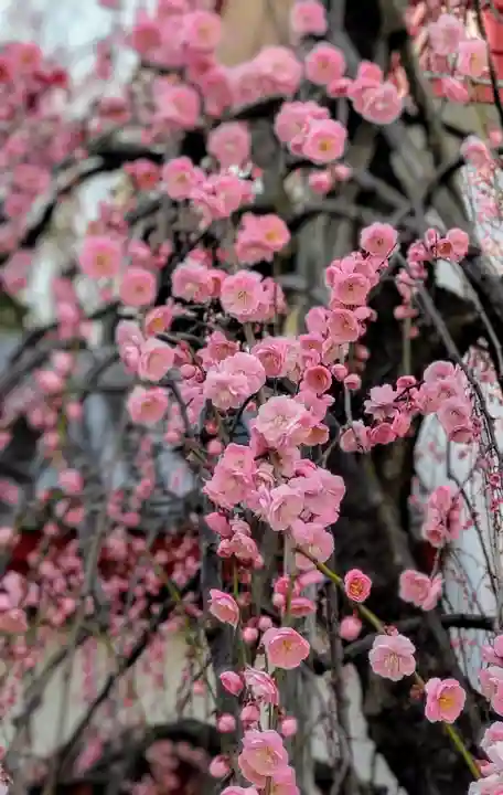 成願寺(東京都)