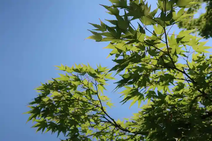 廬山寺(廬山天台講寺)の自然