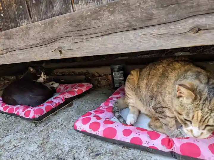 八幡社(柏井町)の動物