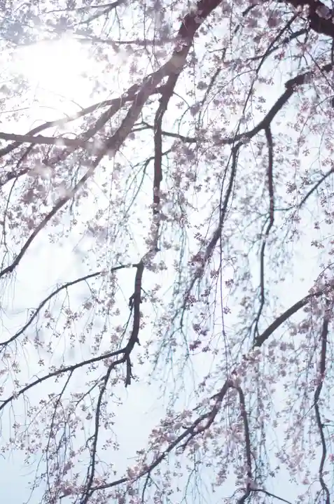 平野神社(京都府)
