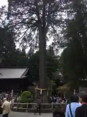 北口本宮冨士浅間神社の自然