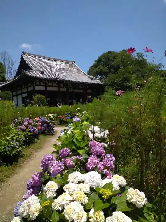 般若寺 ❁コスモス寺❁(奈良県)