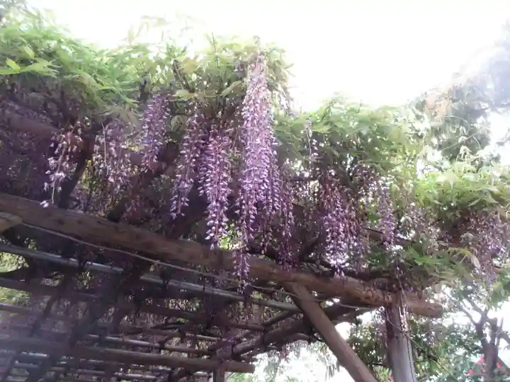 亀戸天神社の自然