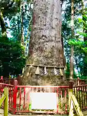 麻賀多神社の自然