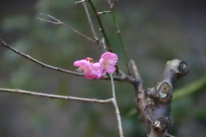 月夜見宮(豊受大神宮別宮)の自然