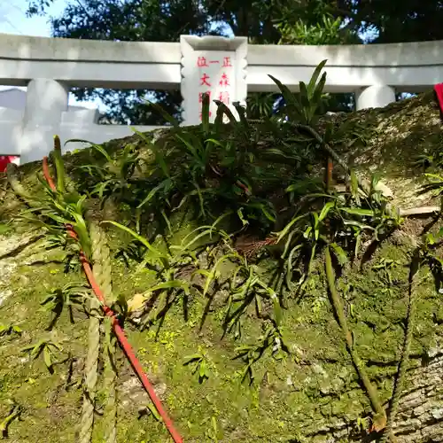 森稲荷大明神の自然