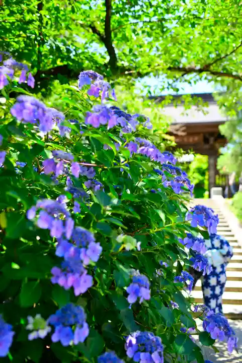 高幡不動尊 金剛寺(東京都)