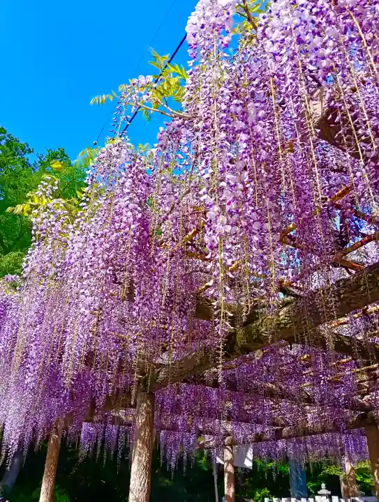 日吉神社の{uncategorized: "未分類", other: "その他", undefined: "問題あり", building: "その他建物", grave: "お墓", sacred_gate: "鳥居", guardian: "狛犬", statue: "像", buddha: "仏像", history: "歴史", nature: "自然", garden: "庭園", animal: "動物", pagoda: "塔", temizu: "手水舎", mountain_gate: "山門・神門", sanctuary: "本殿・本堂", subordinate: "末社・摂社", art: "芸術", scenery: "景色", jizo: "地蔵", ema: "絵馬", goshuin: "御朱印", omikuji: "おみくじ", items: "授与品その他", amulet: "お守り", goshuincho: "御朱印帳", eats: "食事", festival: "お祭り", votive_dance: "神楽", shichigosan: "七五三参", wedding: "結婚式", experience: "体験その他", initially: "初詣", around: "周辺", anti_infection: "感染症対策"}