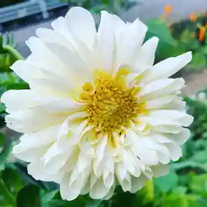 豊景神社の自然(2020年09月16日(水) 05時25分48秒投稿)