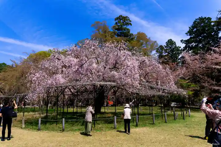 賀茂別雷神社(上賀茂神社)(京都府)