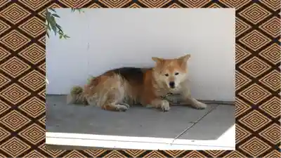 別雷皇太神(茨城県)