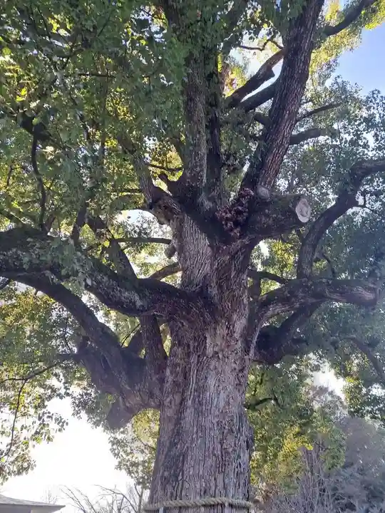 平野神社(京都府)