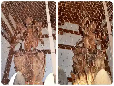 願昭寺(大阪府)