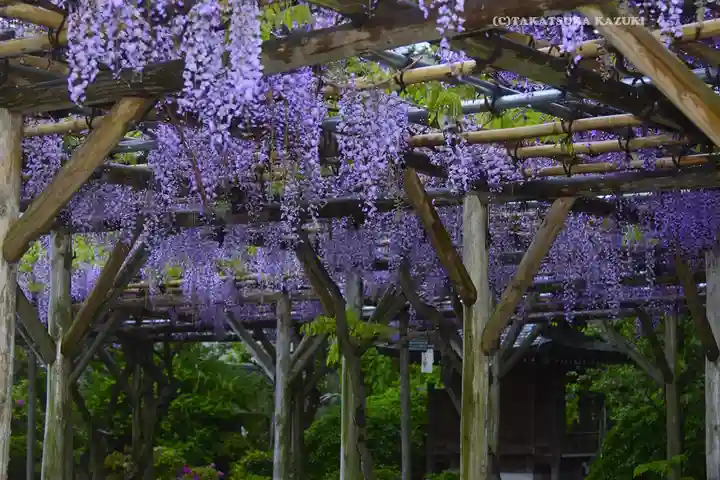 亀戸天神社(東京都)