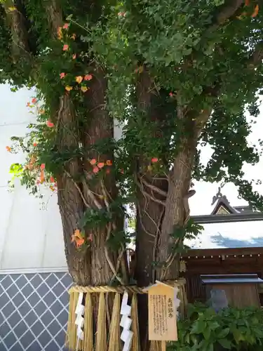 櫛田神社の自然