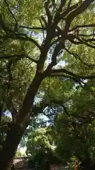 津島神社の自然