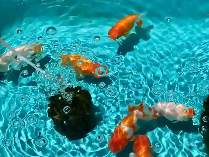 下総国三山 二宮神社の動物