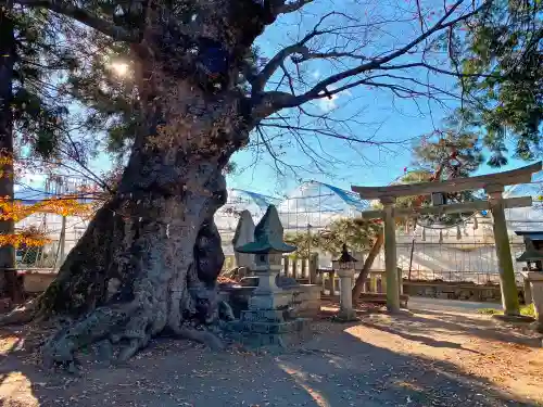 中尾神社の鳥居