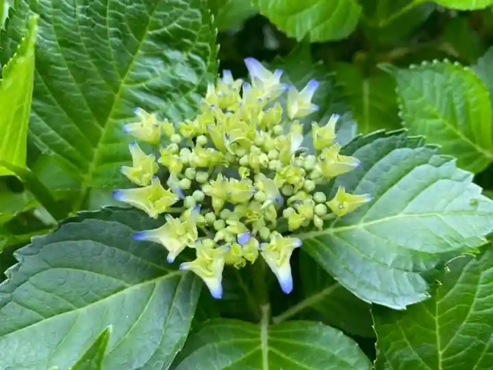 鷲宮神社の自然