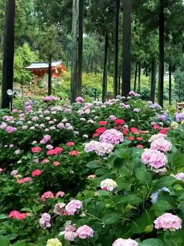 三室戸寺の庭園