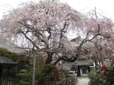 地蔵院（椿寺）の自然