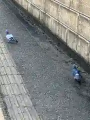 源九郎稲荷神社の動物