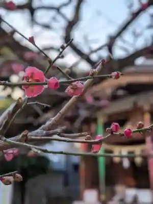 鳩森八幡神社(東京都)