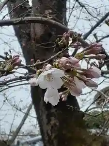 伏木香取神社の自然(2022年03月26日(土) 10時26分23秒投稿)