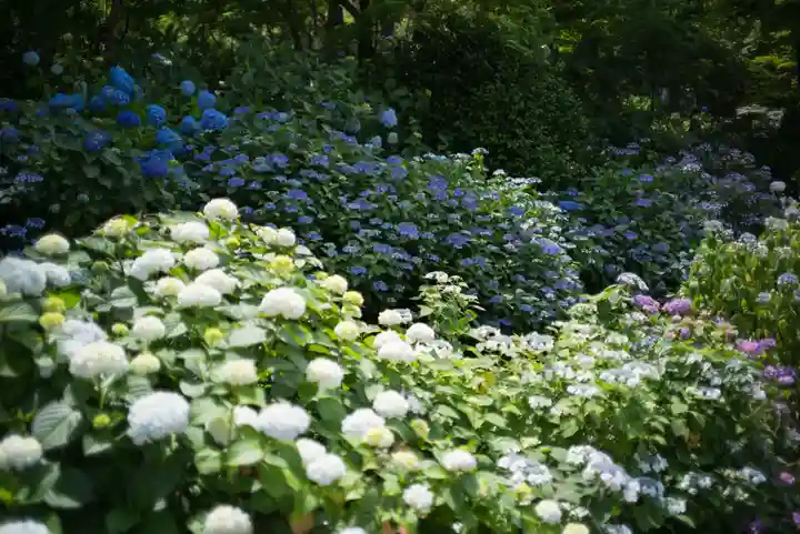 高幡不動尊 金剛寺(東京都)