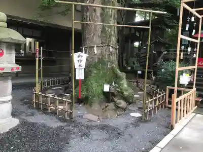 小芝八幡宮の自然
