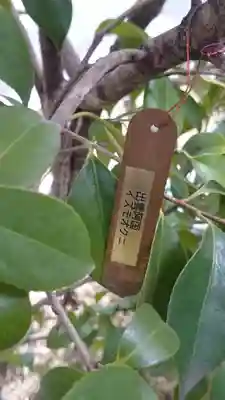 ギンザコマツ三輪神社の自然