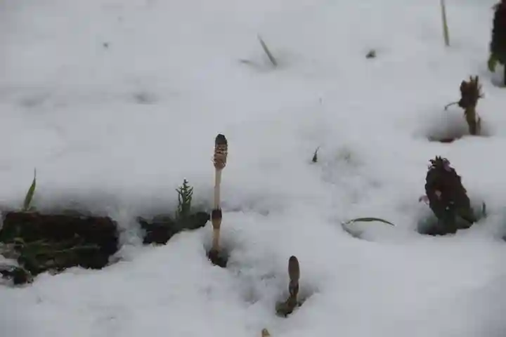 鹿島大神宮の自然