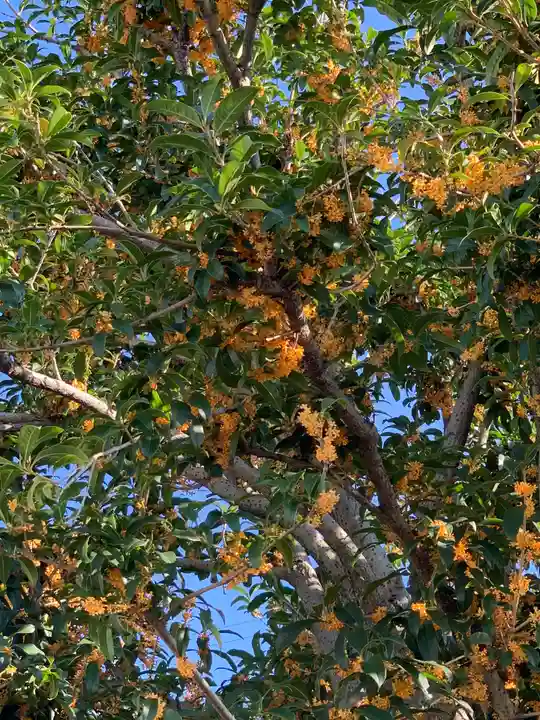 新羽杉山神社(神奈川県)